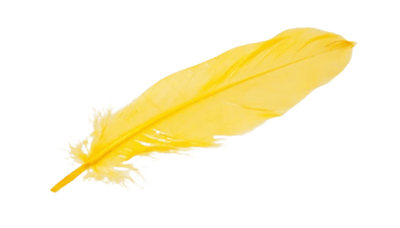 yellow feather transparent (1)